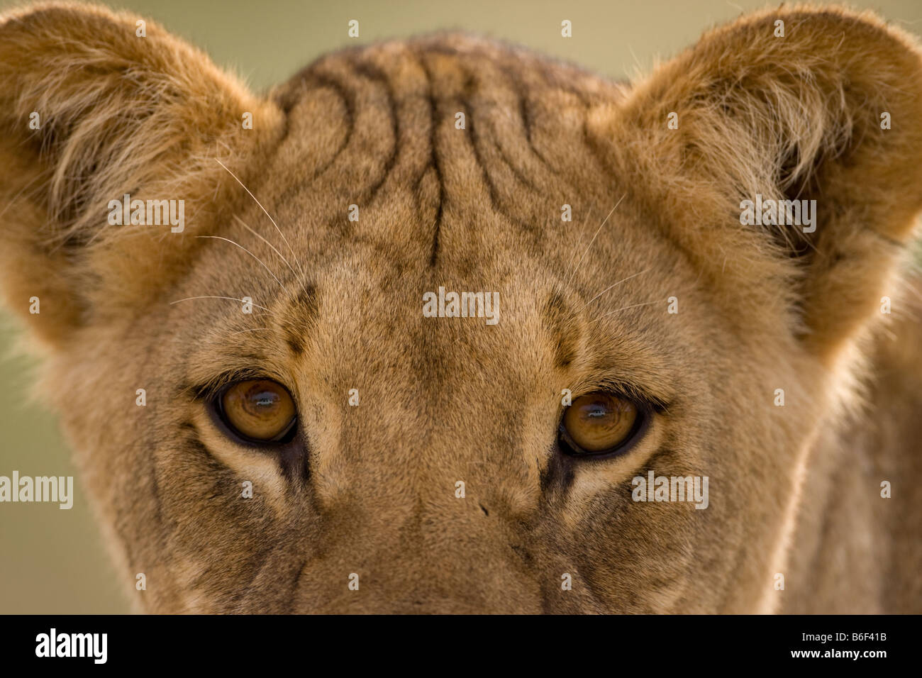 L'Afrique du Kgalagadi Transfrontier Park Portrait of young male lion Panthera leo dans le désert de Kalahari tôt le matin Banque D'Images