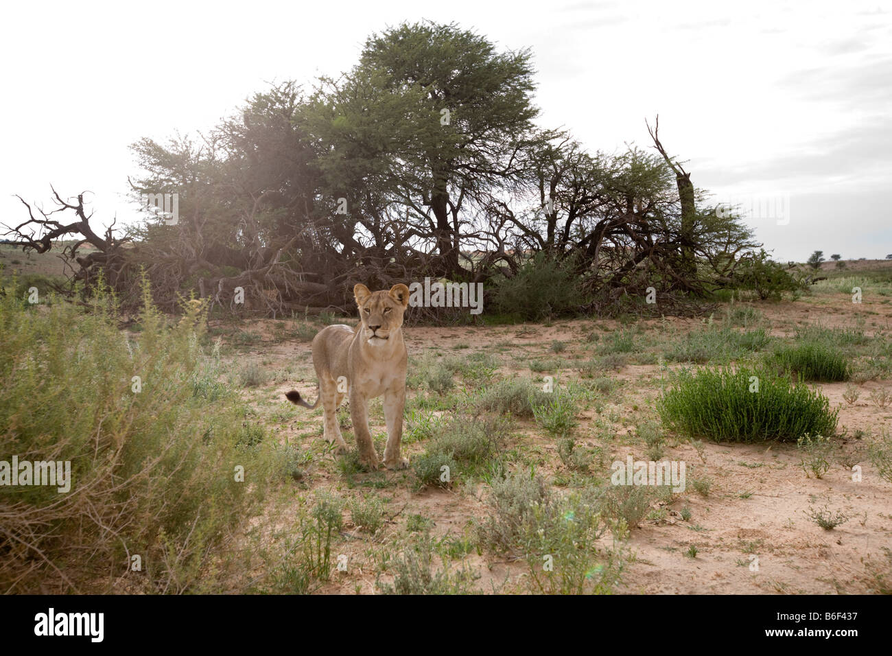 L'Afrique du Kgalagadi Transfrontier Park lion Panthera leo dans désert du Kalahari Banque D'Images