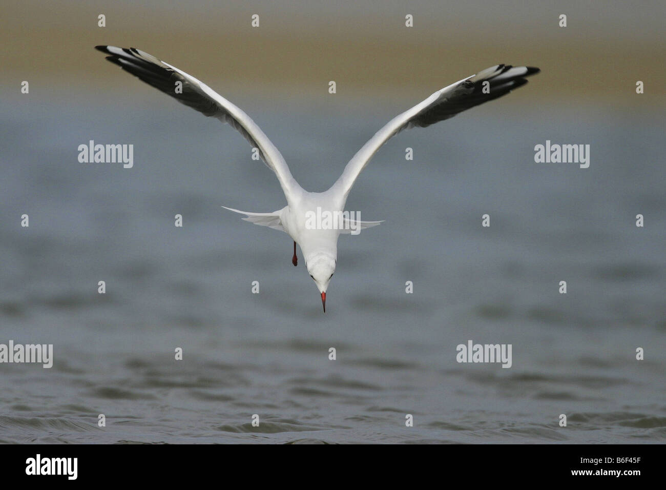 Mouette rieuse (Larus ridibundus), volant au-dessus de l'eau, Pays-Bas, Texel Banque D'Images
