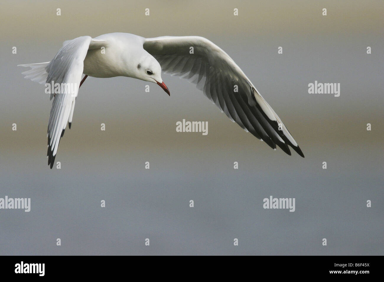 Mouette rieuse (Larus ridibundus), volant au-dessus de l'eau, Pays-Bas, Texel Banque D'Images