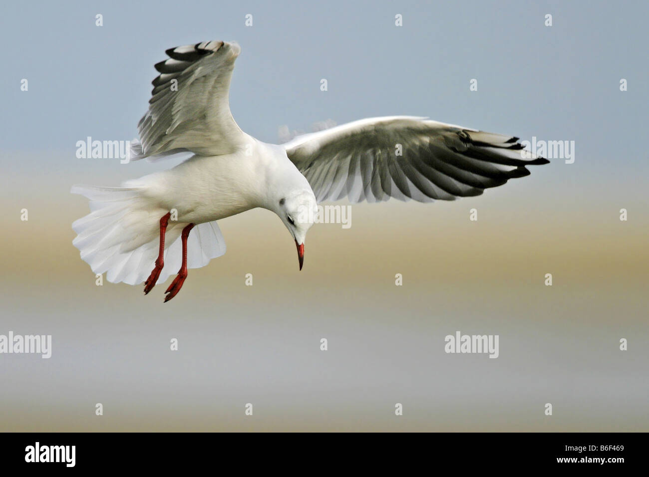 Mouette rieuse (Larus ridibundus), volant au-dessus de l'eau, Pays-Bas, Texel Banque D'Images