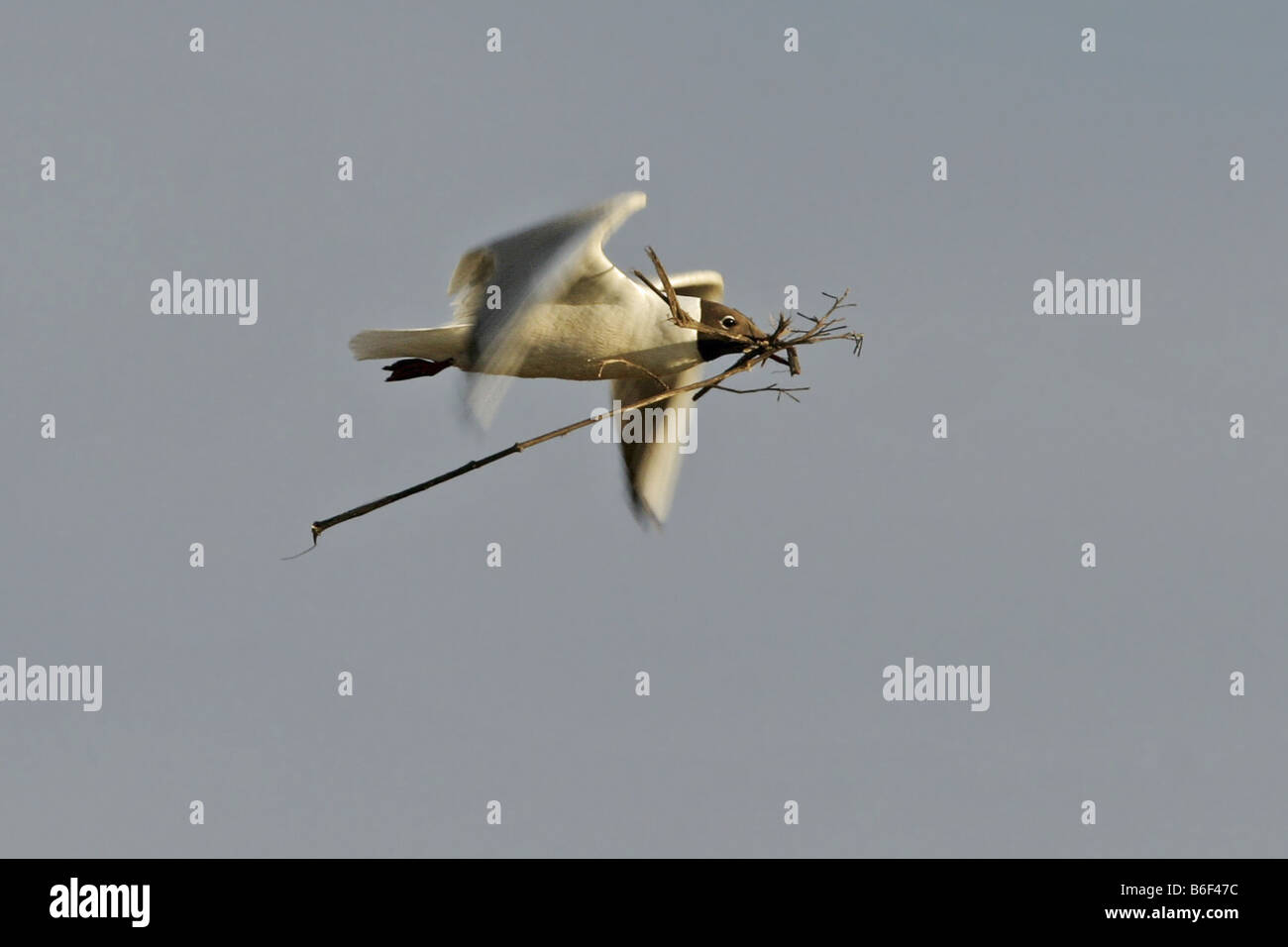 Mouette rieuse (Larus ridibundus), voler avec le matériel du nid, l'Allemagne, Bade-Wurtemberg Banque D'Images