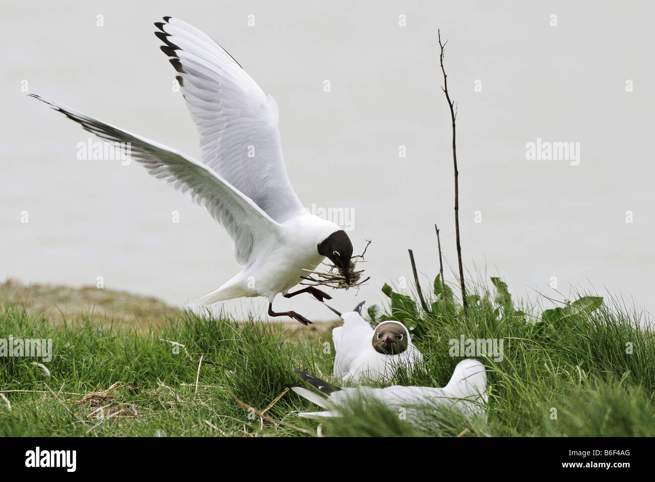 Mouette rieuse (Larus ridibundus), à l'atterrissage avec le matériel du nid au nid, Pays-Bas, Texel Banque D'Images