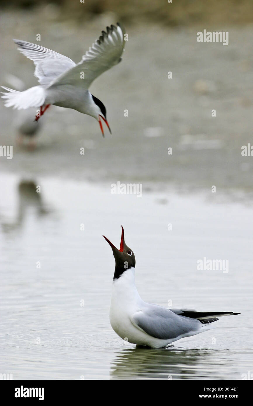 Mouette rieuse (Larus ridibundus), attaqué par de Dougall, Pays-Bas, Texel Banque D'Images