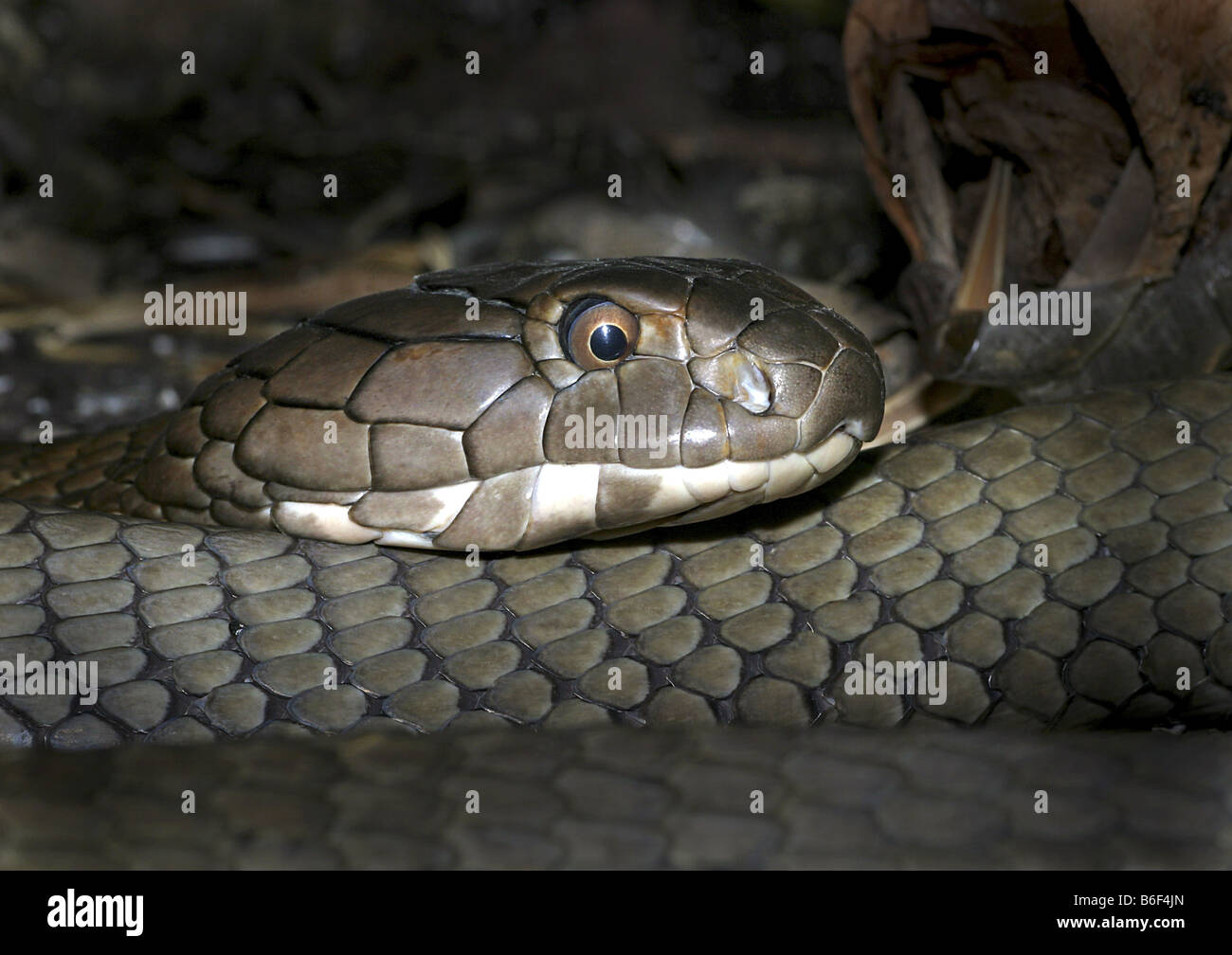 King Cobra, hamadryad (Ophiophagus hannah), portrait Banque D'Images