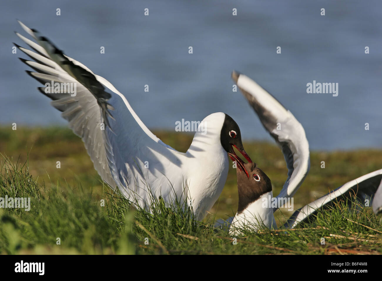 Mouette rieuse (Larus ridibundus), couple au nid, Pays-Bas, Texel Banque D'Images