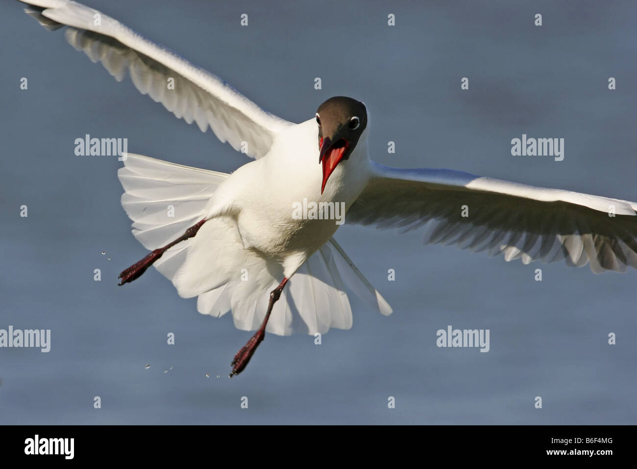 Mouette rieuse (Larus ridibundus), battant des profils, Pays-Bas, Texel Banque D'Images