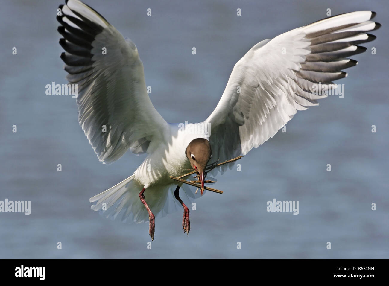 Mouette rieuse (Larus ridibundus), battant des profils, Pays-Bas, Texel Banque D'Images