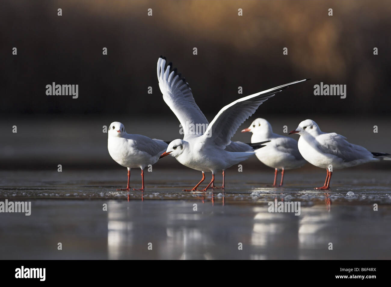 Mouette rieuse (Larus ridibundus), sur une couche de glace en hiver, l'Allemagne, Bade-Wurtemberg Banque D'Images