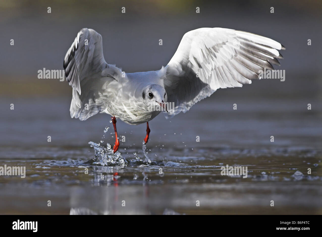 Mouette rieuse (Larus ridibundus), prenant par la surface de l'eau, de l'Allemagne, Bade-Wurtemberg Banque D'Images
