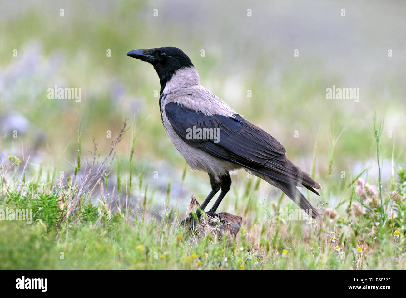 Hooded crow (Corvus corone cornix), sur des sols caillouteux meadow Banque D'Images