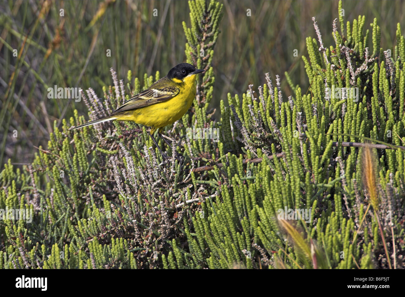 Bergeronnette printanière-noir (Motacilla flava feldegg, Motacilla feldegg), assis sur Salicornia, Grèce, Lesbos Banque D'Images