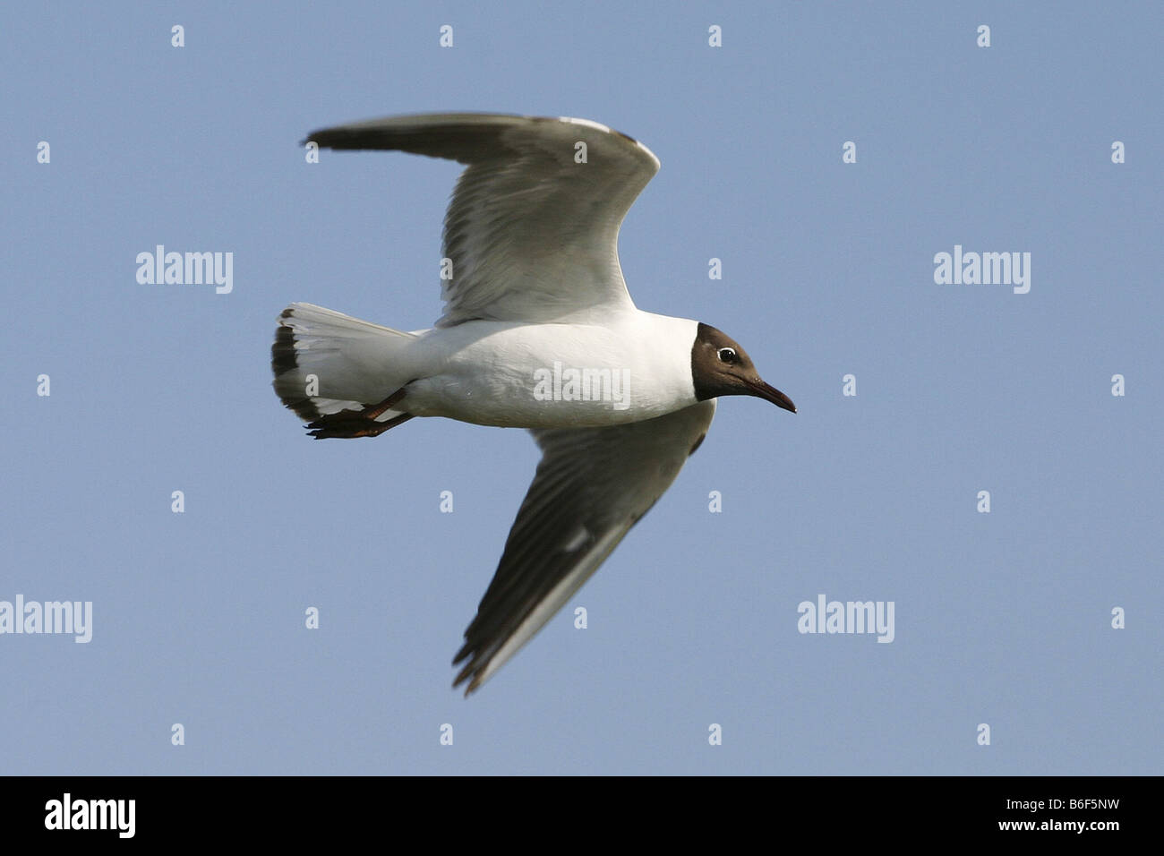 Mouette rieuse (Larus ridibundus), voler, Allemagne, Mecklembourg-Poméranie-Occidentale Banque D'Images