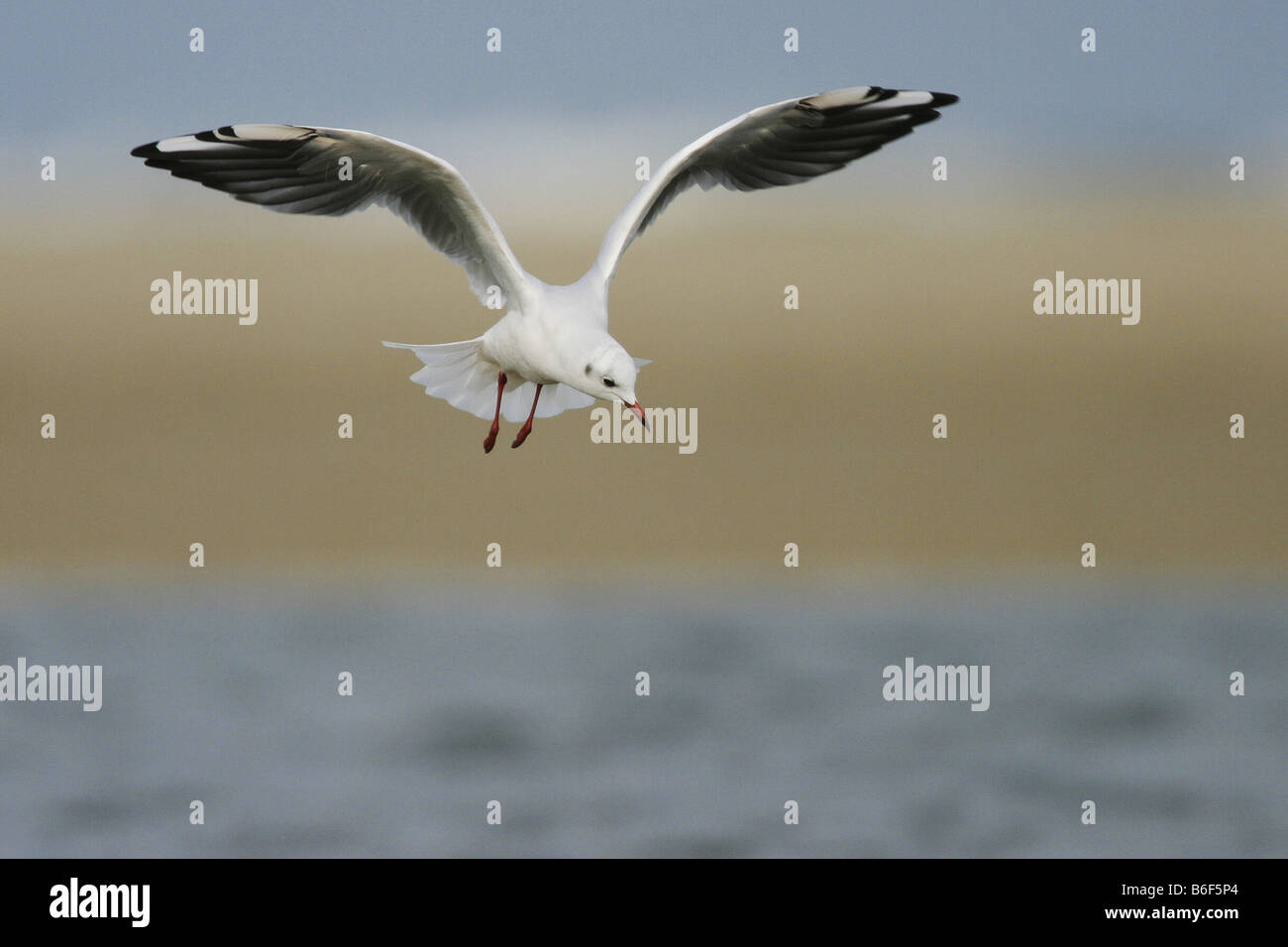 Mouette rieuse (Larus ridibundus), volant au-dessus de l'eau, Pays-Bas, Texel Banque D'Images