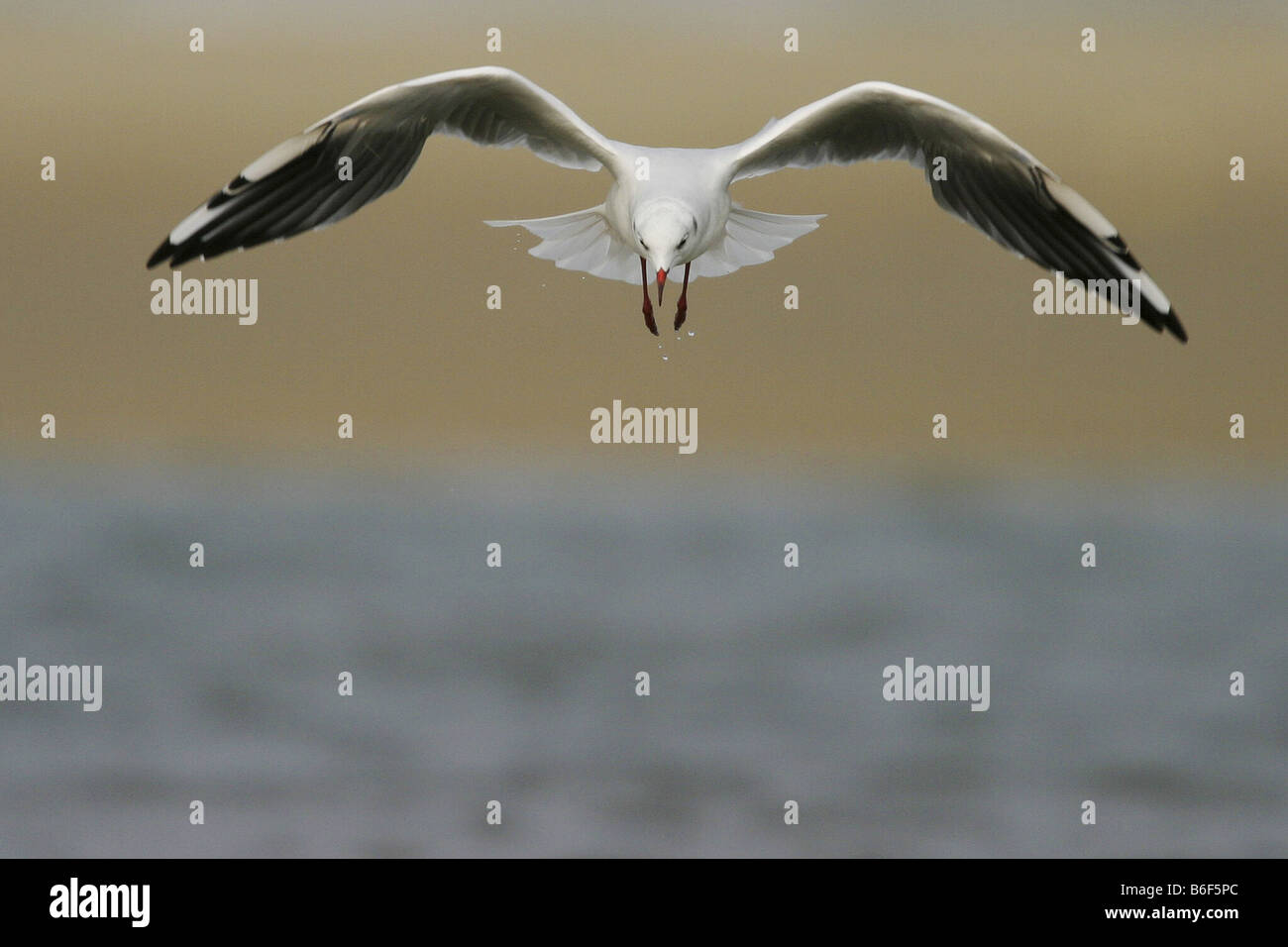Mouette rieuse (Larus ridibundus), volant au-dessus de l'eau, Pays-Bas, Texel Banque D'Images