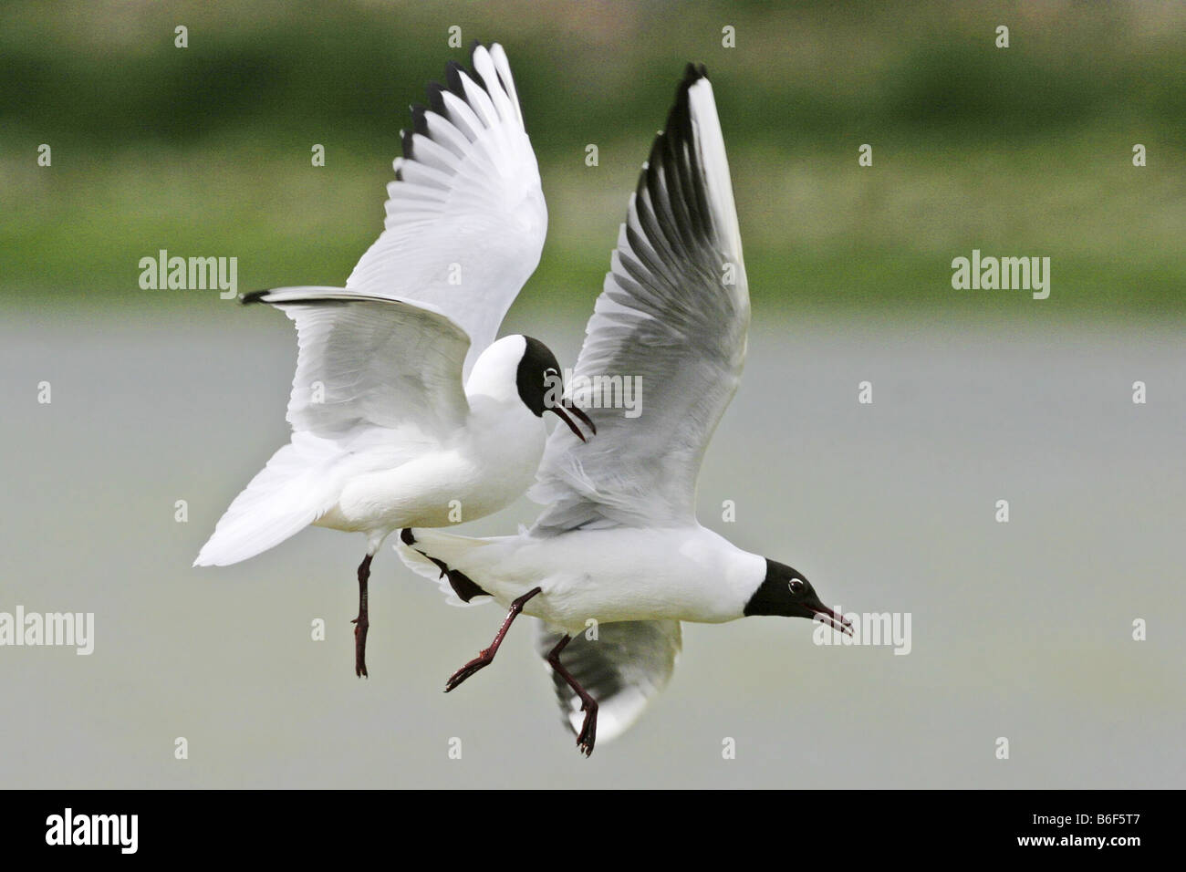Mouette rieuse (Larus ridibundus), de la bataille, Pays-Bas, Texel Banque D'Images