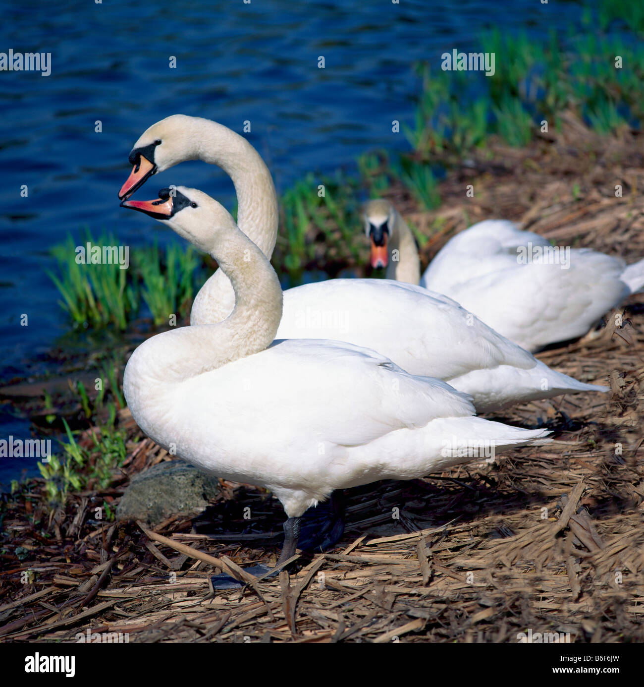 Cygne muet / cygnes tuberculés (Cygnus olor), d'oiseaux aquatiques le long de Lake Shore et assis sur un nid au bord de l'eau - Oiseaux de l'Amérique du Nord Banque D'Images