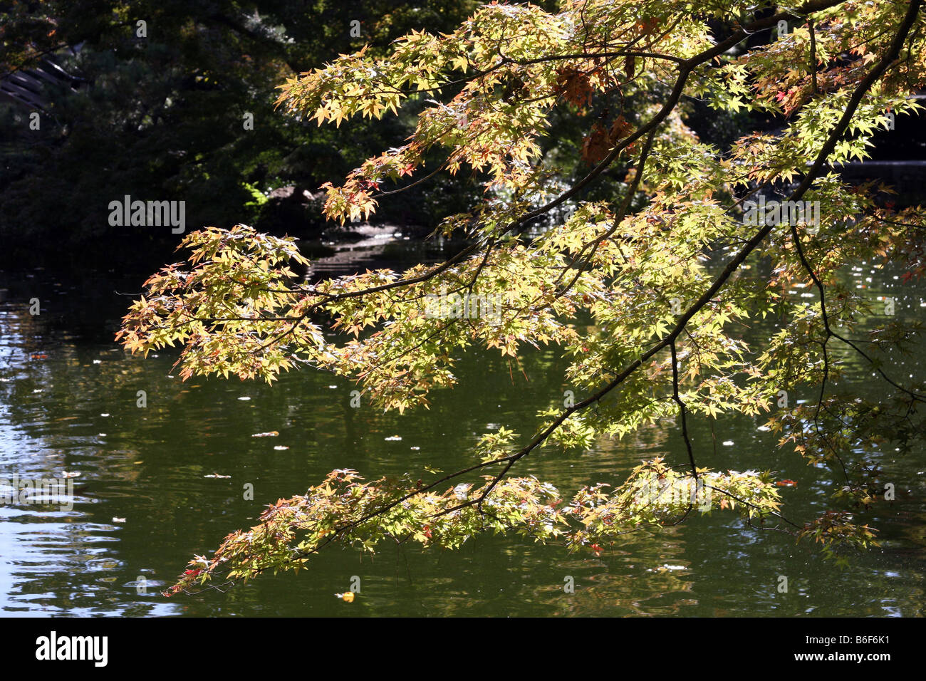 Bloodroot japonais de feuilles d'arbres penchées sur un étang pendant la saison d'automne, Forth Worth Texas Banque D'Images