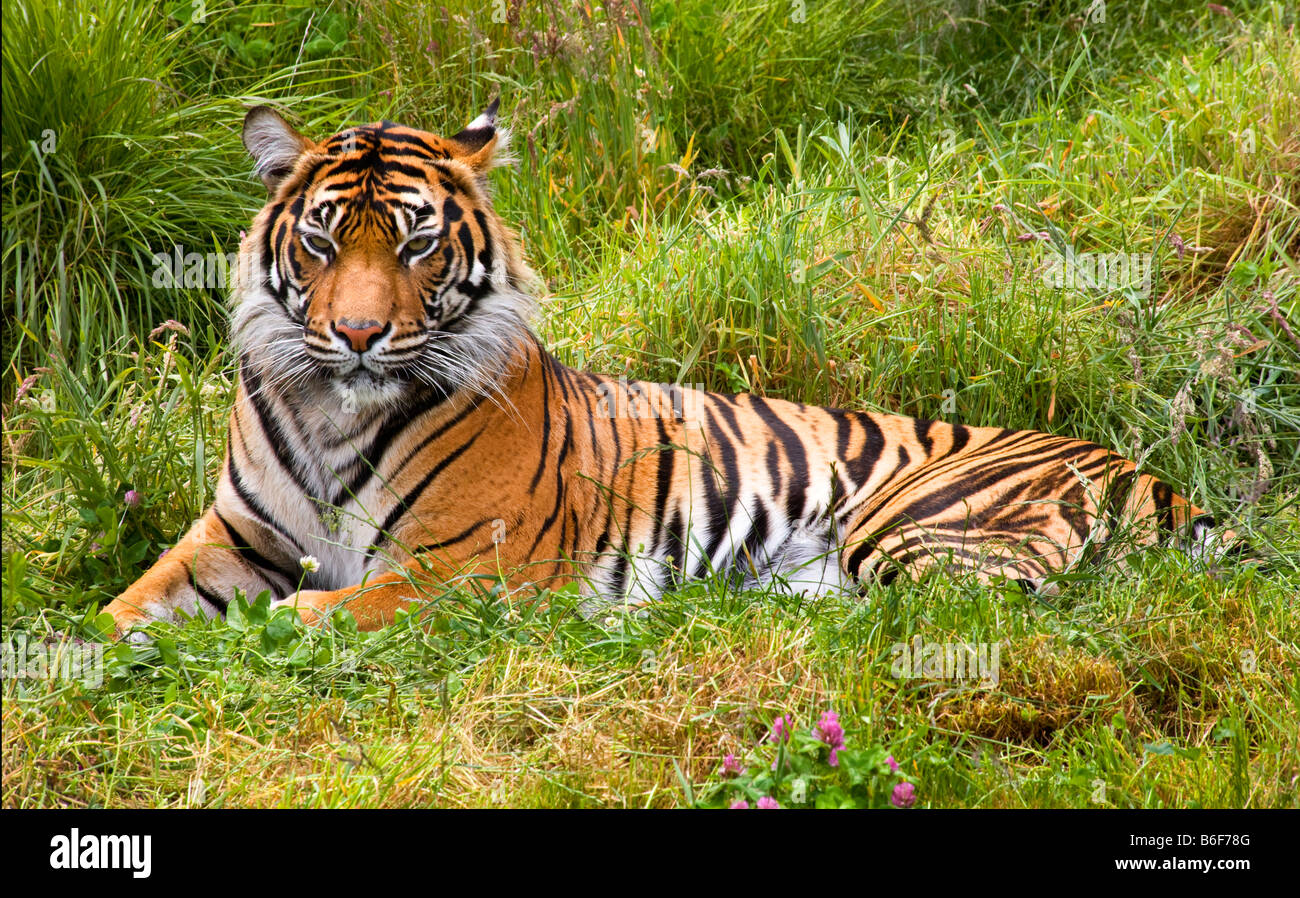 Grand tigre de Sumatra à rayures orange Pantherea Tigris Sumatrae allongé dans l'herbe à la recherche Banque D'Images