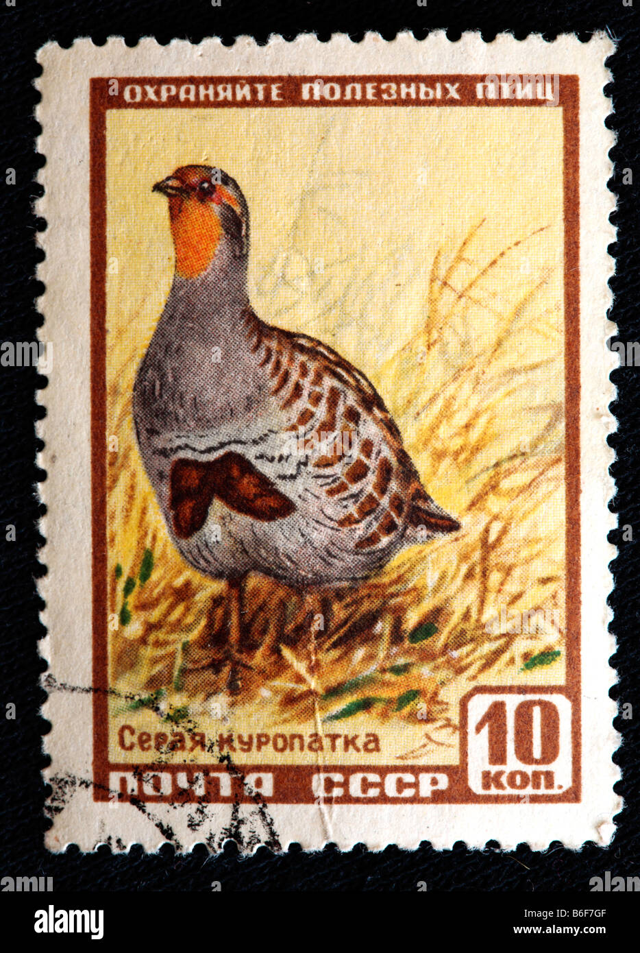 La perdrix grise, perdrix Hongroise, Hun (Perdix perdix), timbre-poste, URSS, 1957 Banque D'Images