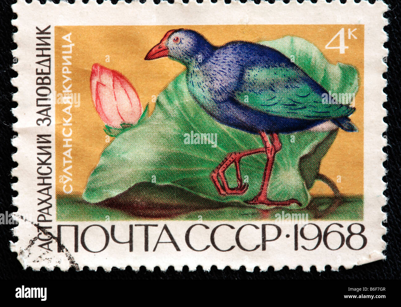 Talève Sultane (Porphyrio porphyrio), timbre-poste, URSS, 1968 Banque D'Images