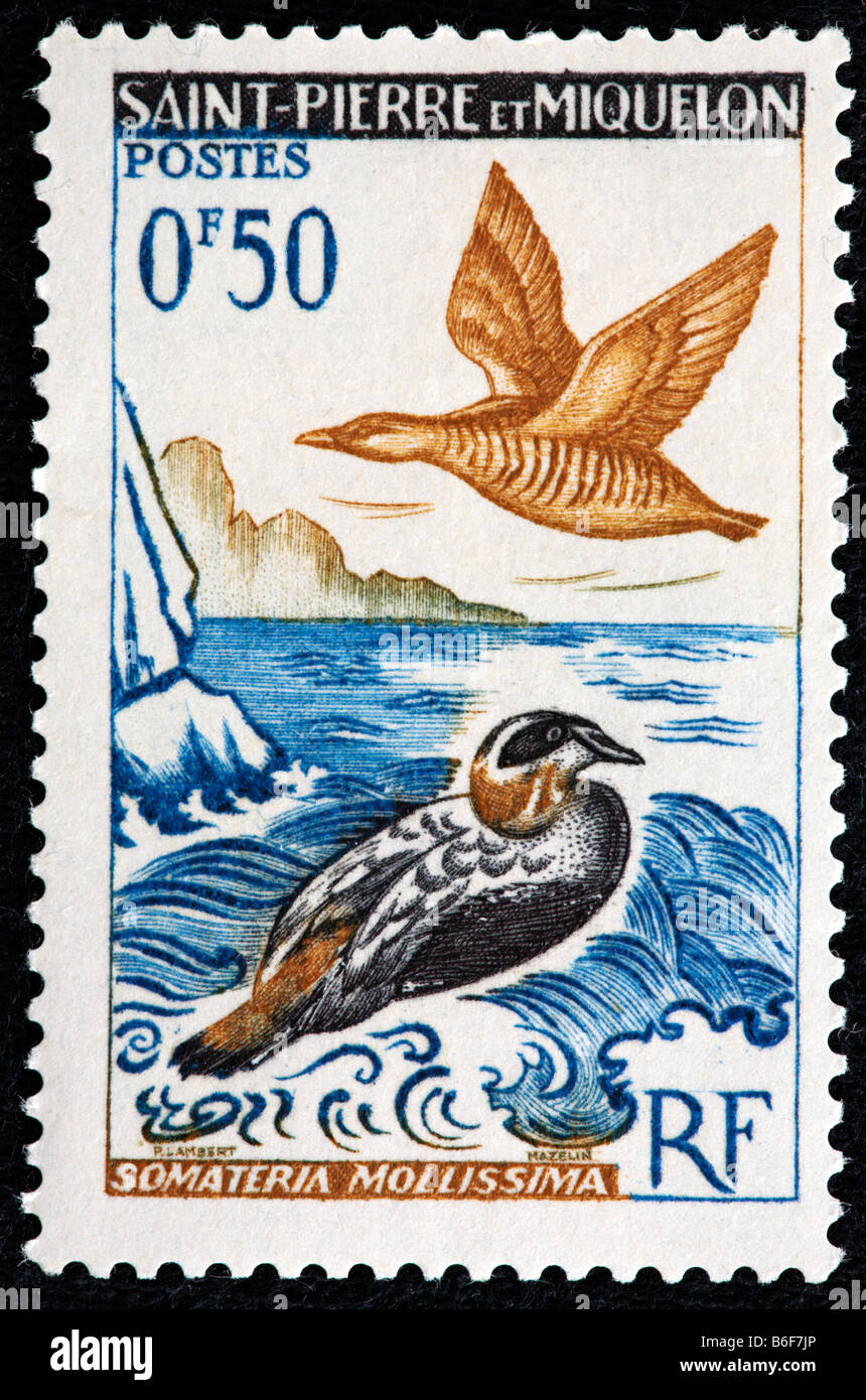 L'Eider à duvet (Somateria mollissima), timbre-poste, Saint Pierre et Miquelon Banque D'Images