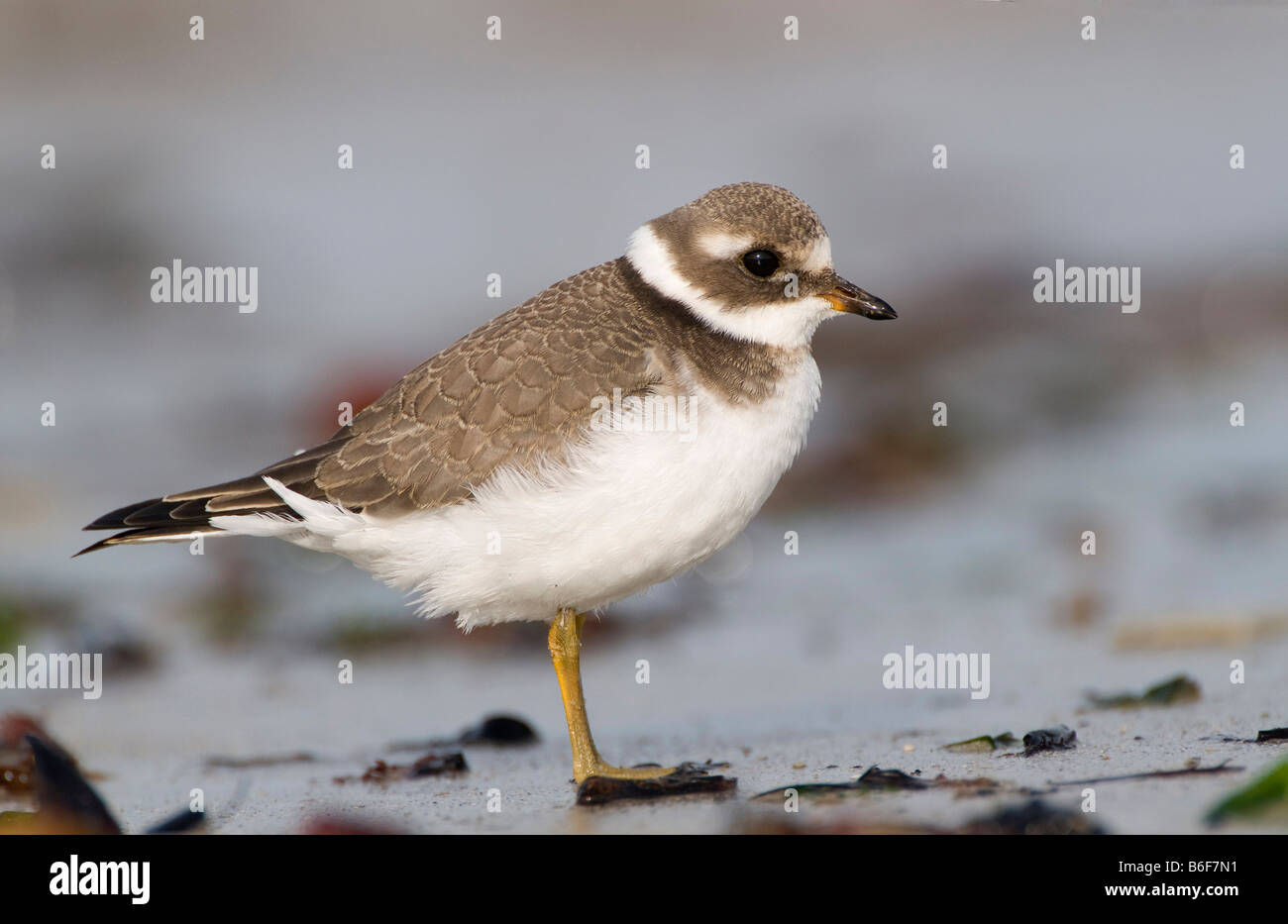 Ringed Plover (Charadrius hiaticula) à l'eau Banque D'Images