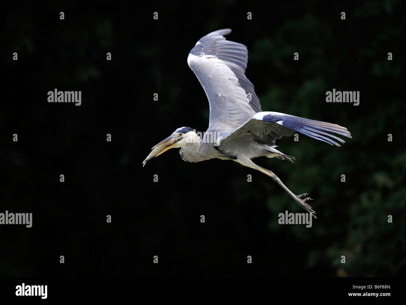 Héron cendré (Ardea cinerea), en vol avec un poisson capturé Banque D'Images