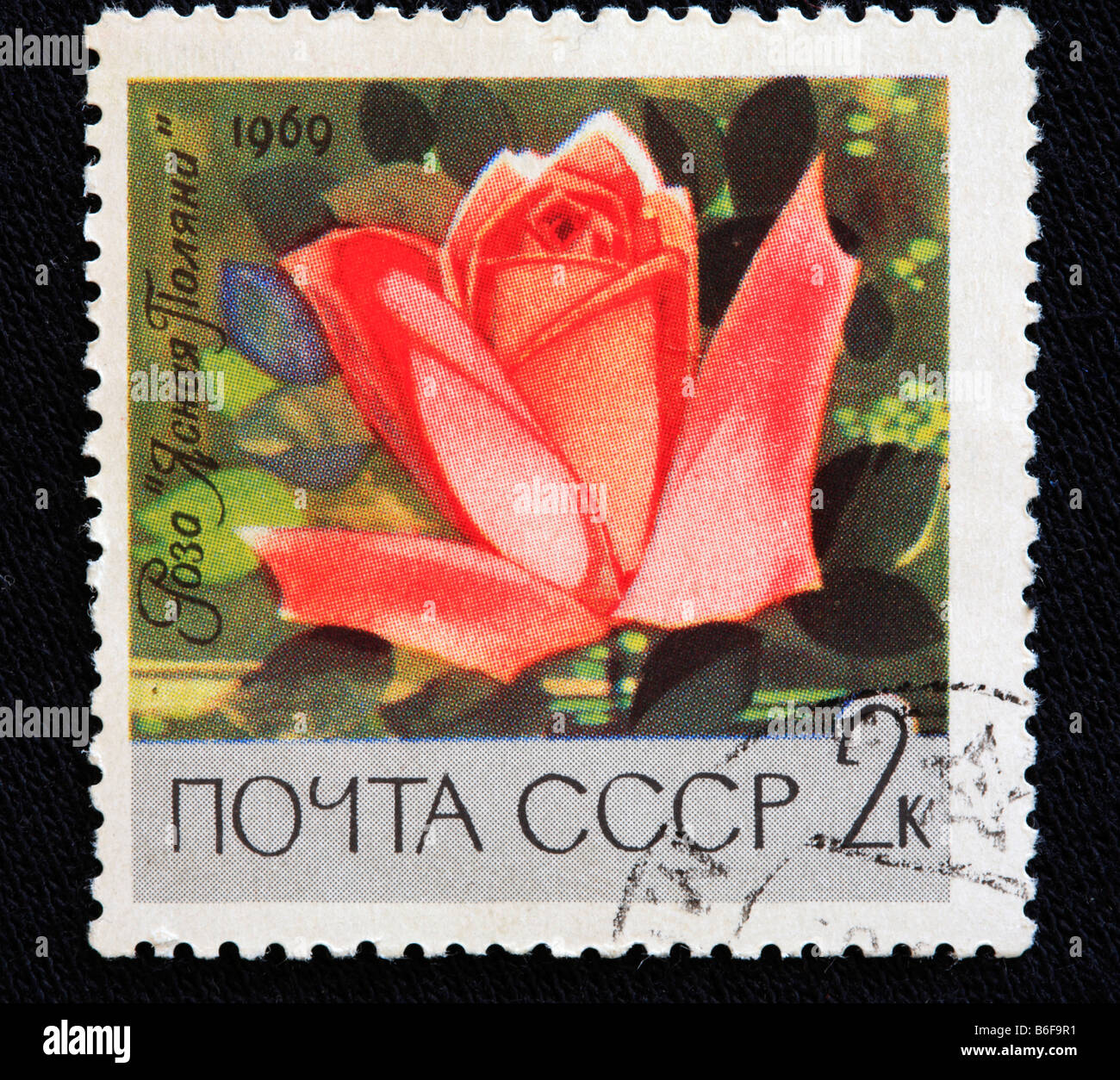 Rose (Rosa Damascena), timbre-poste, URSS, 1969 Banque D'Images