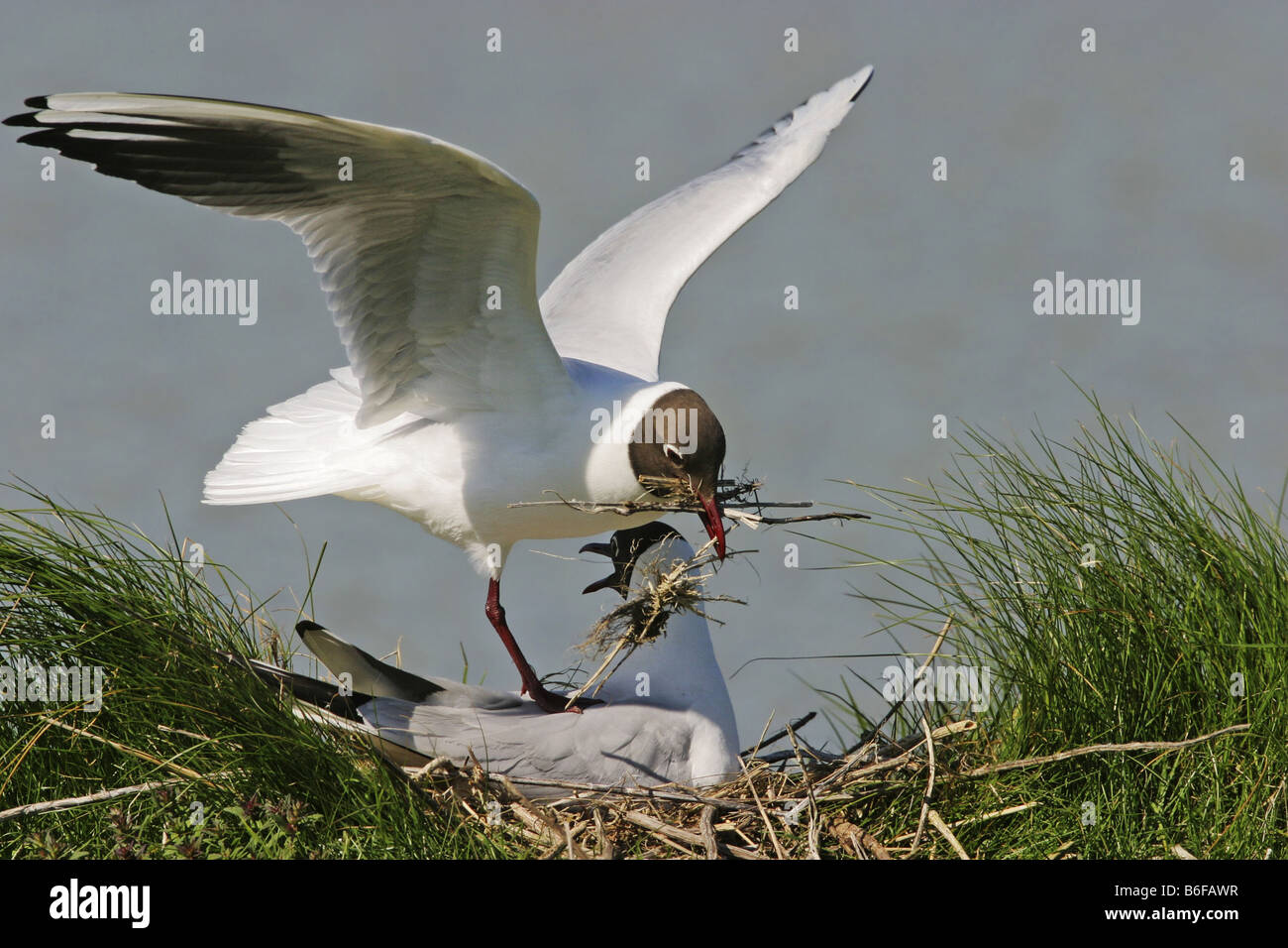 Mouette rieuse (Larus ridibundus), l'un adulte est un atterrissage avec matériel de nidification sur l'arrière de la reproduction, Pays-Bas, Banque D'Images