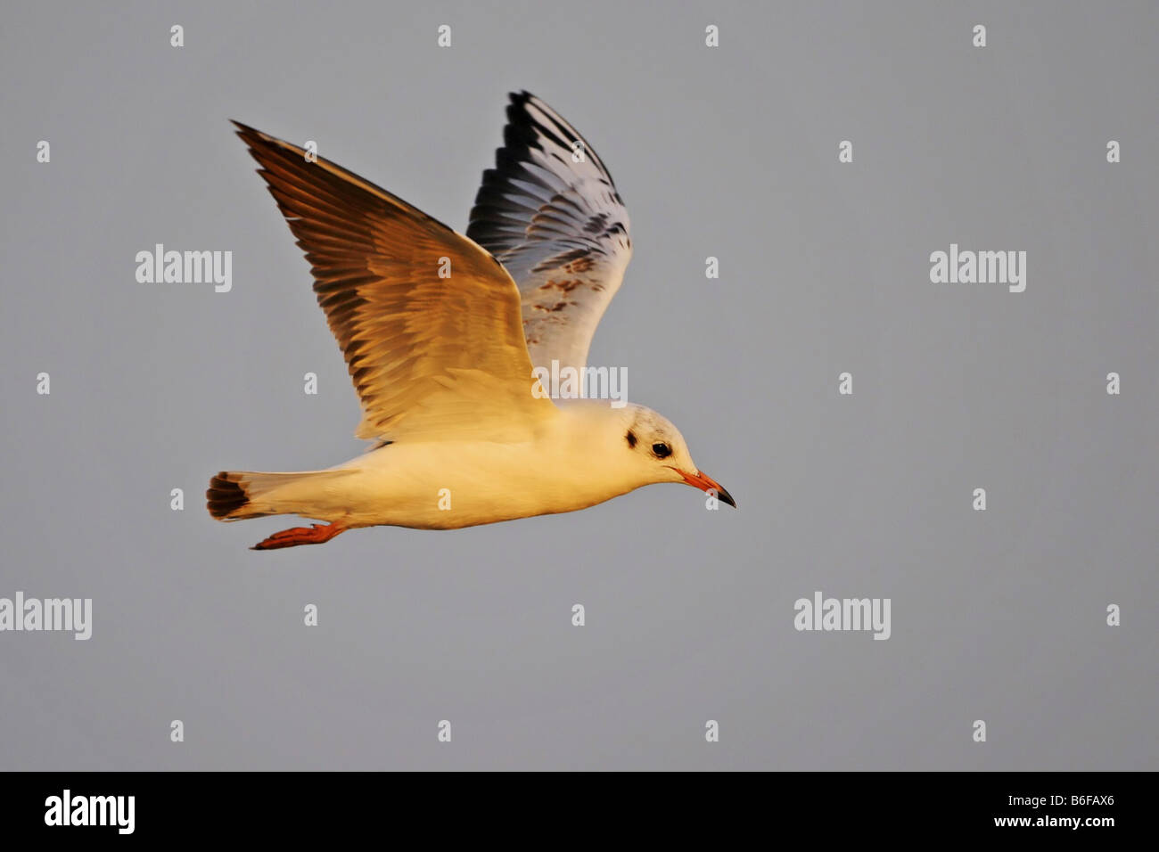 Mouette rieuse (Larus ridibundus), voler, Espagne, Andalousie Banque D'Images