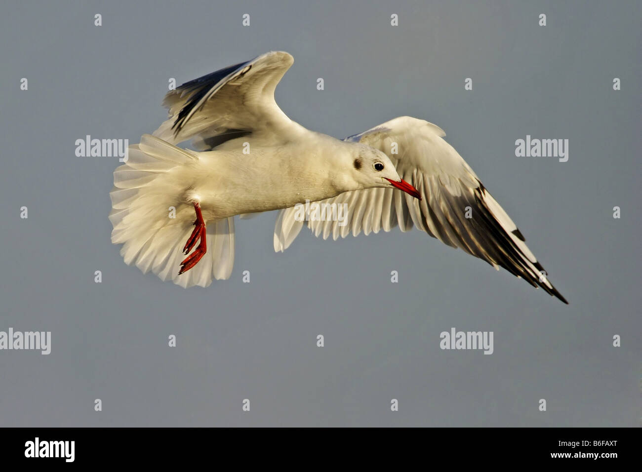 Mouette rieuse (Larus ridibundus), battant des profils, l'Espagne, Andalousie Banque D'Images