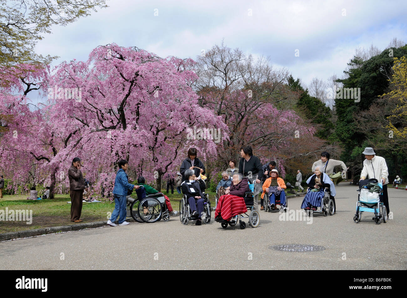 Les personnes âgées en fauteuil roulant experienceing le festival des cerisiers en fleur dans les jardins botaniques, Red Cherry Blossoms, Kyoto, J Banque D'Images