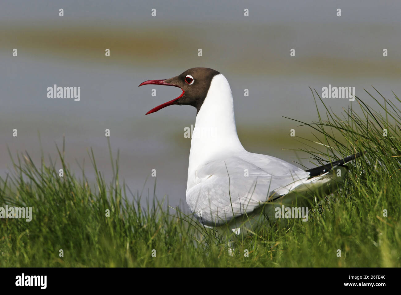 Mouette rieuse (Larus ridibundus), battant des profils, Pays-Bas, Texel Banque D'Images