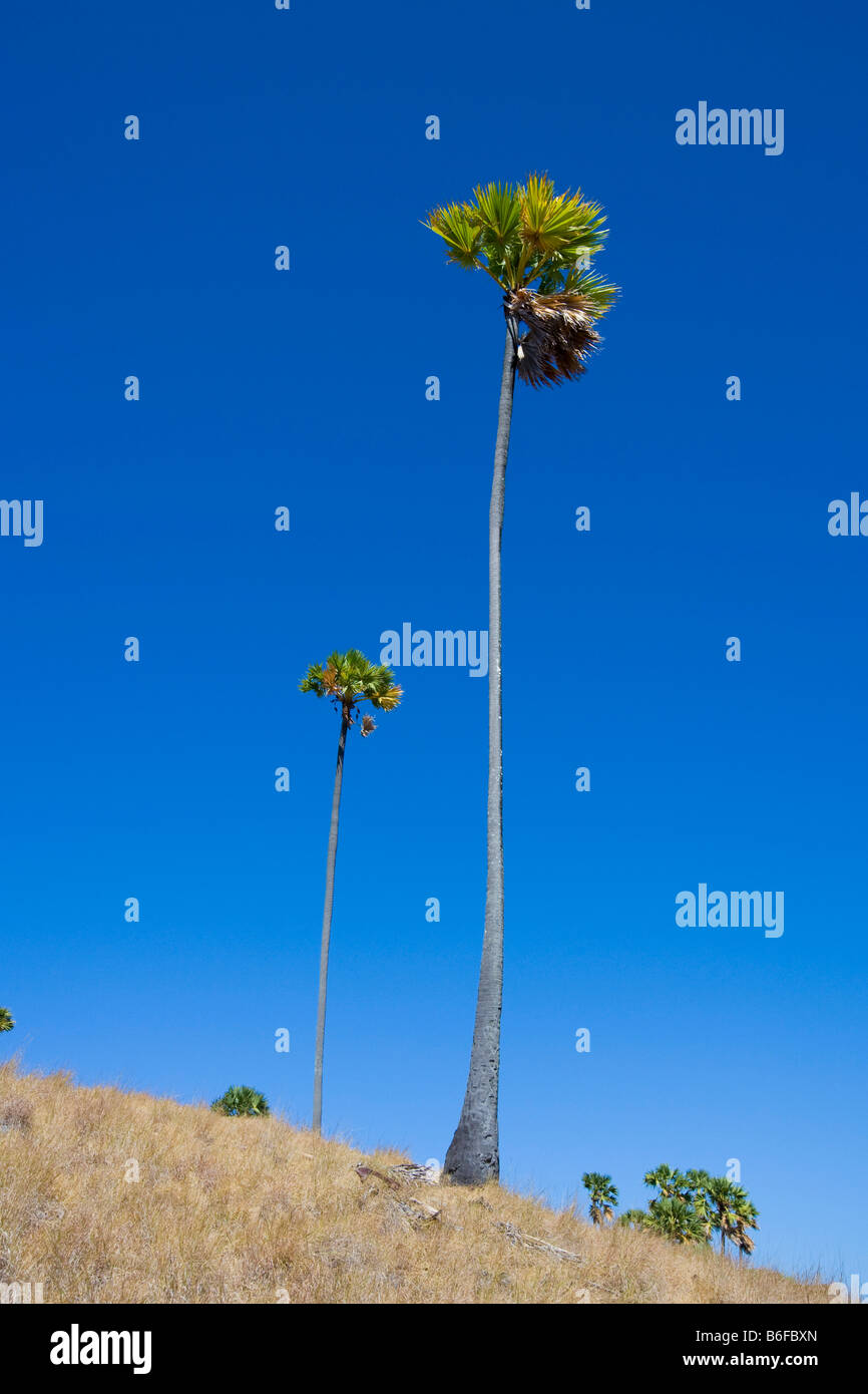 Palmyre asiatique ou Palm Palm Toddy ou sucre de palme (Borassus flabellifer), Parc National de Komodo Komodo, Indonésie, Asie du sud-est, Banque D'Images