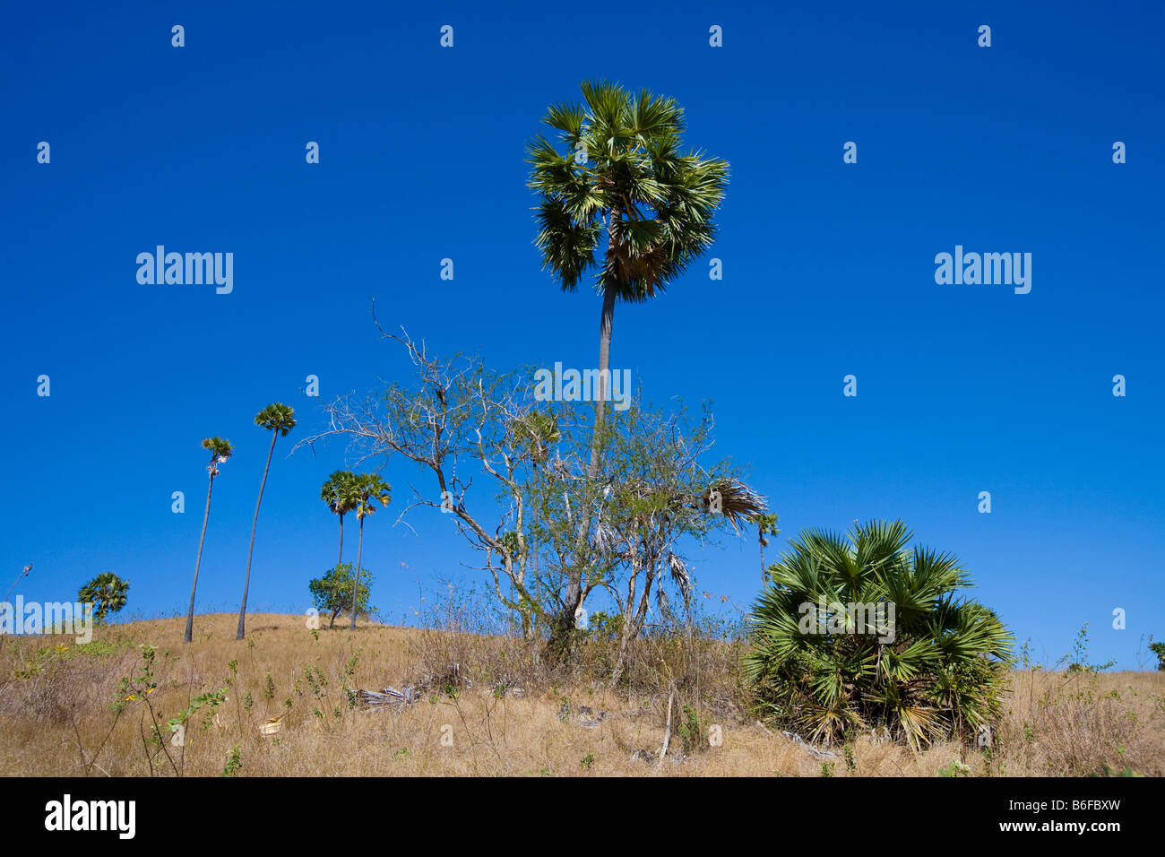 Palmyre asiatique ou Palm Palm Toddy ou sucre de palme (Borassus flabellifer), Parc National de Komodo Komodo, Indonésie, Asie du sud-est, Banque D'Images