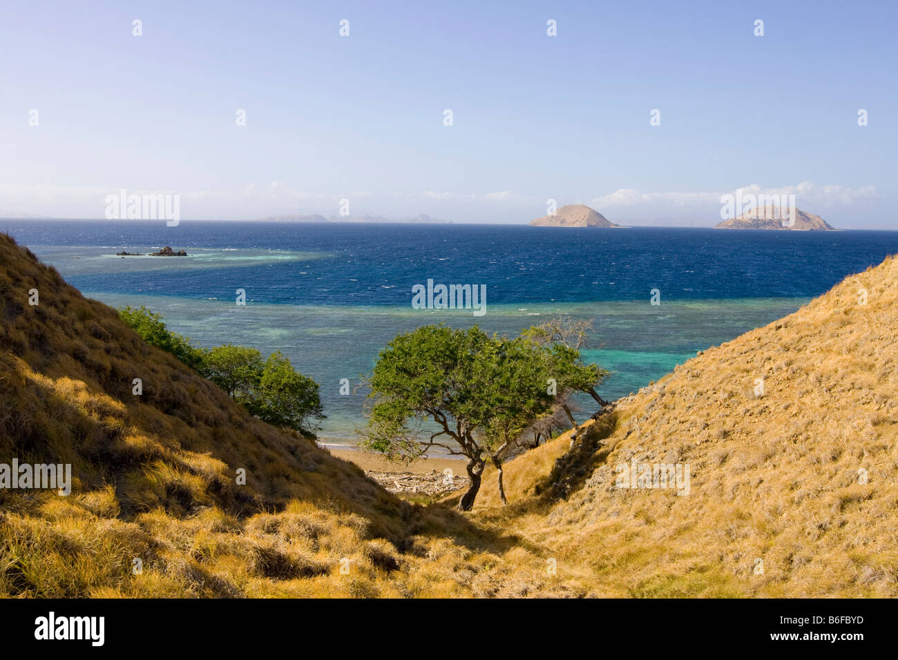 Sur la flore de l'île de Komodo, Acacia (Acacia tomentosa) courtepointe et herbe (Imperata cylindrica) utilisé pour les matériaux de toiture, Komodo Natio Banque D'Images