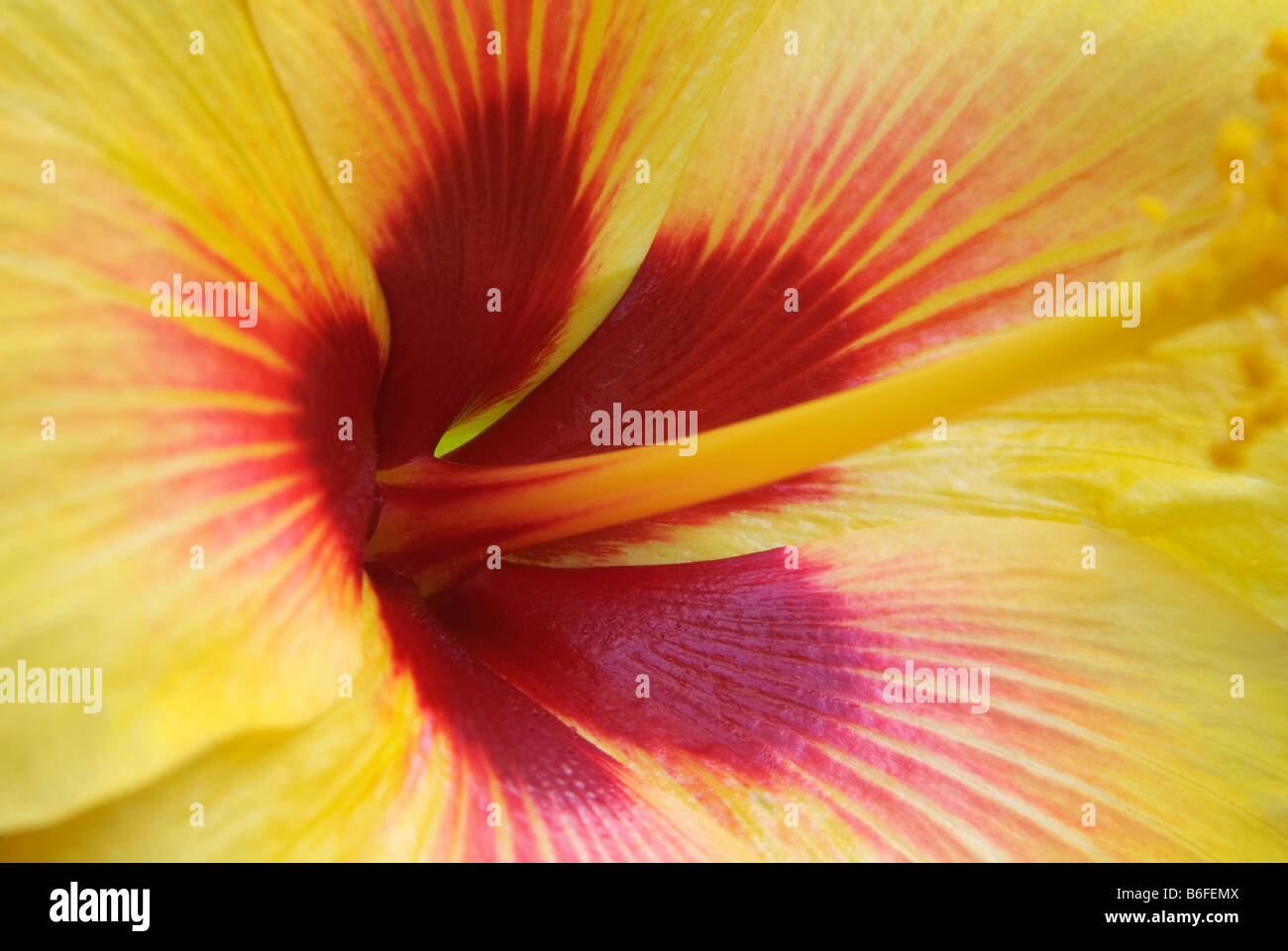 Fleur d'hibiscus jaune close up of centre de Maui Hawaii fleurs Banque D'Images