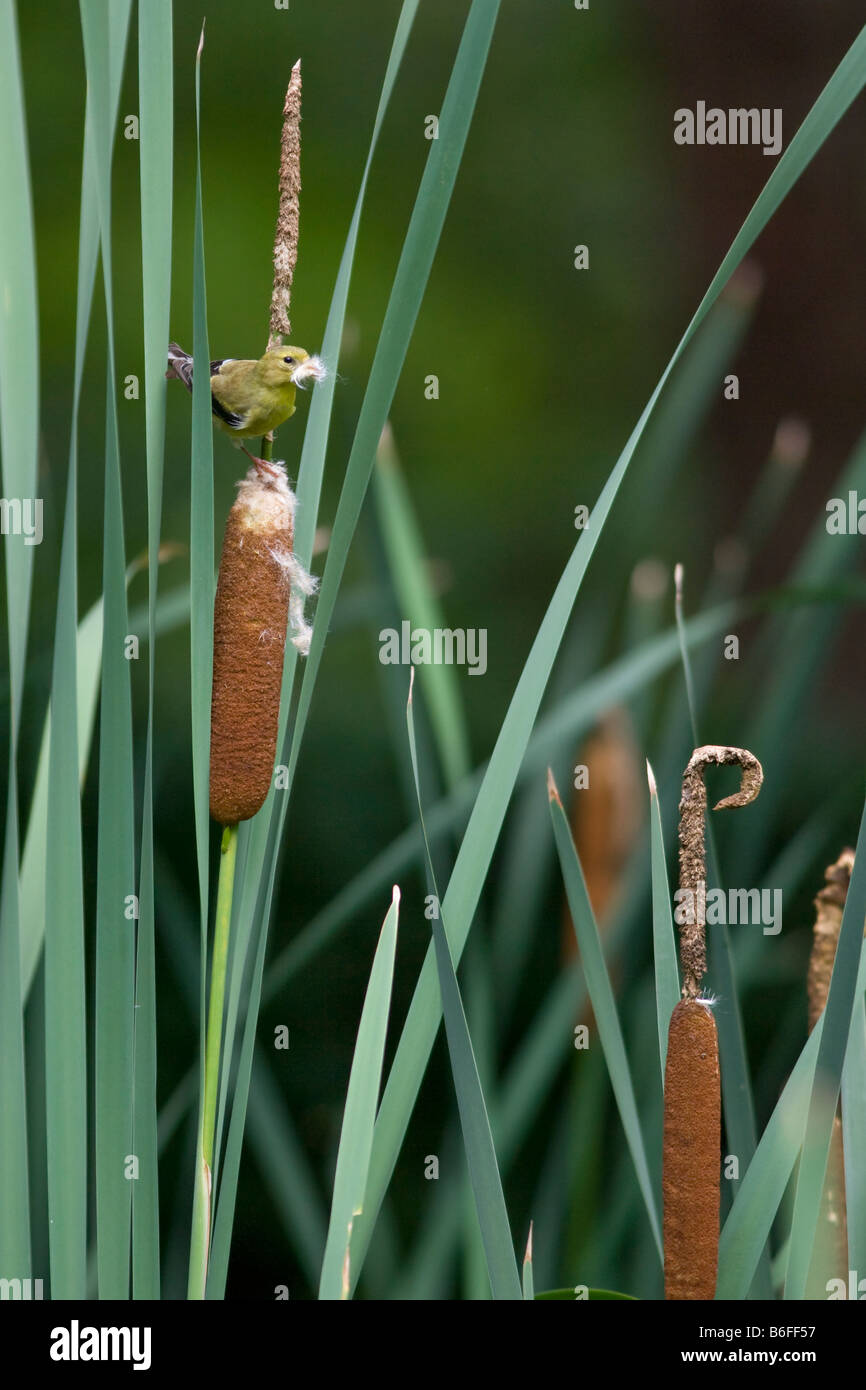 La collecte de finch jaune pour son nid de roseaux Banque D'Images
