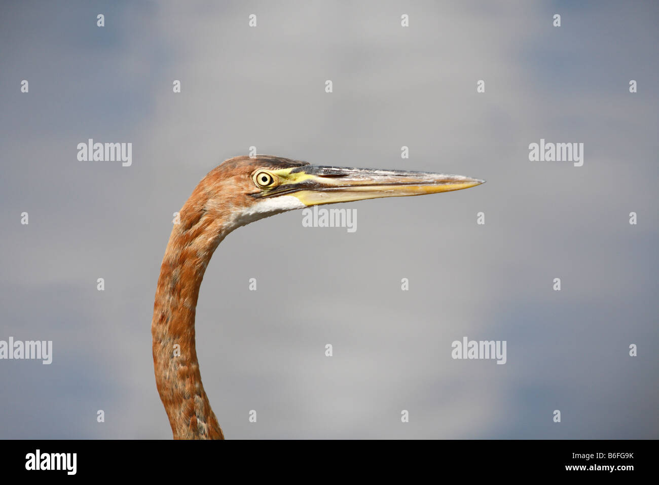 Héron pourpré (Ardea purpurea), Telukaur, Sungai Kapuas, Kapuas Hulu, Kalimantan Ouest, Kalimantan Barat, Bornéo, Indonésie, Sout Banque D'Images