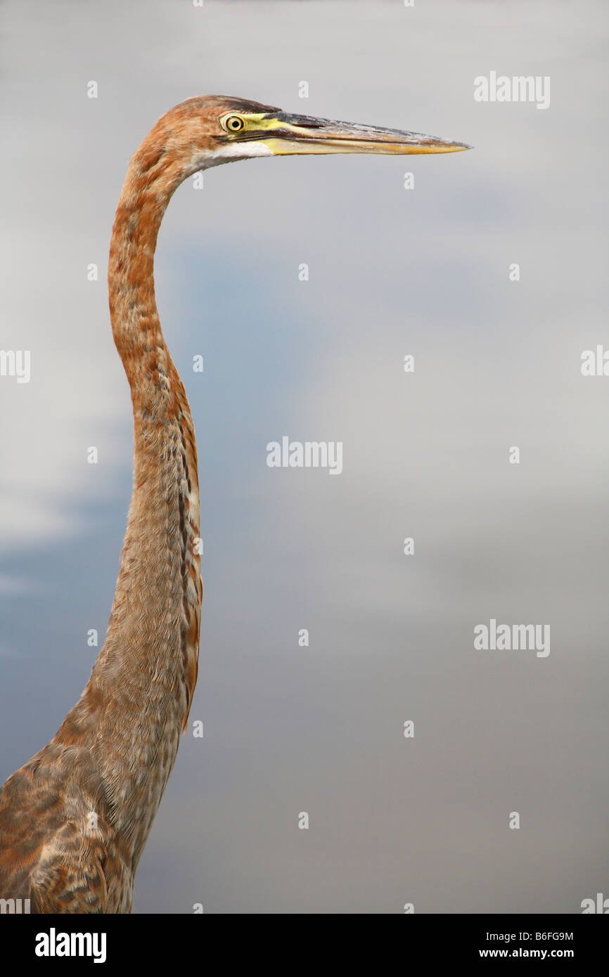 Héron pourpré (Ardea purpurea), Telukaur, Sungai Kapuas, Kapuas Hulu, Kalimantan Ouest, Kalimantan Barat, Bornéo, Indonésie, Sout Banque D'Images