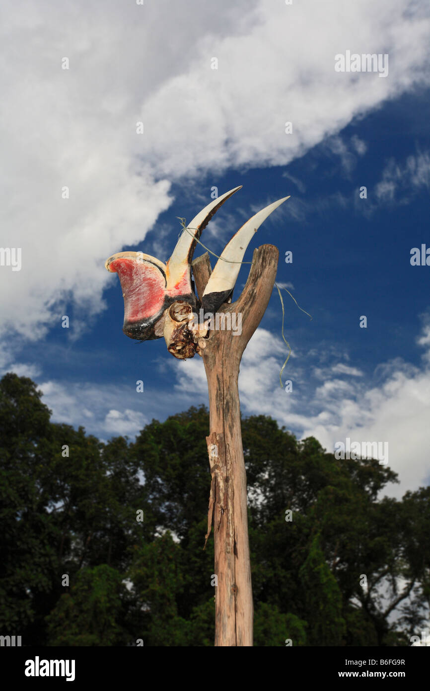 Le crâne et le bec d'un Rhinoceros Calao (Buceros rhinoceros) monté sur un post sur une longue chambre Sunglo, Apalin Kapuas Hulu, West Banque D'Images