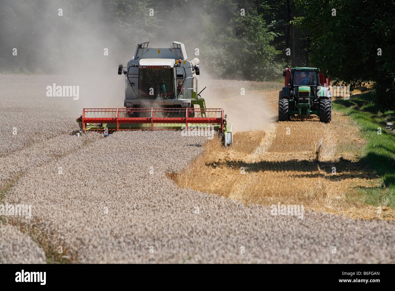 L'ensileuse combinée au travail sur un champ de céréales, Salem, Bade-Wurtemberg, Allemagne, Europe Banque D'Images