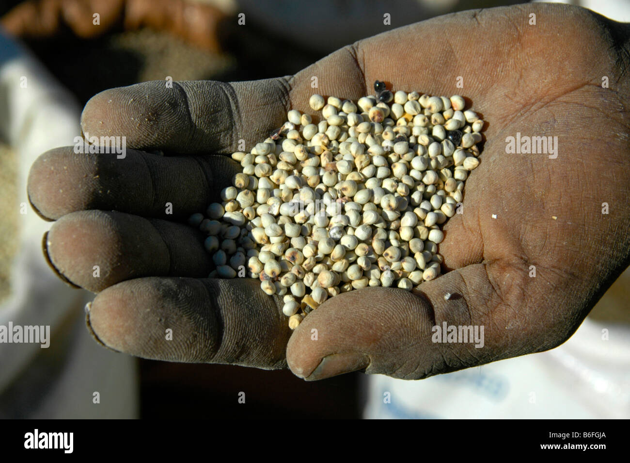 La faim, le grain dans la paume d'une main, d'écorcer le marché, Ethiopie, Afrique Banque D'Images