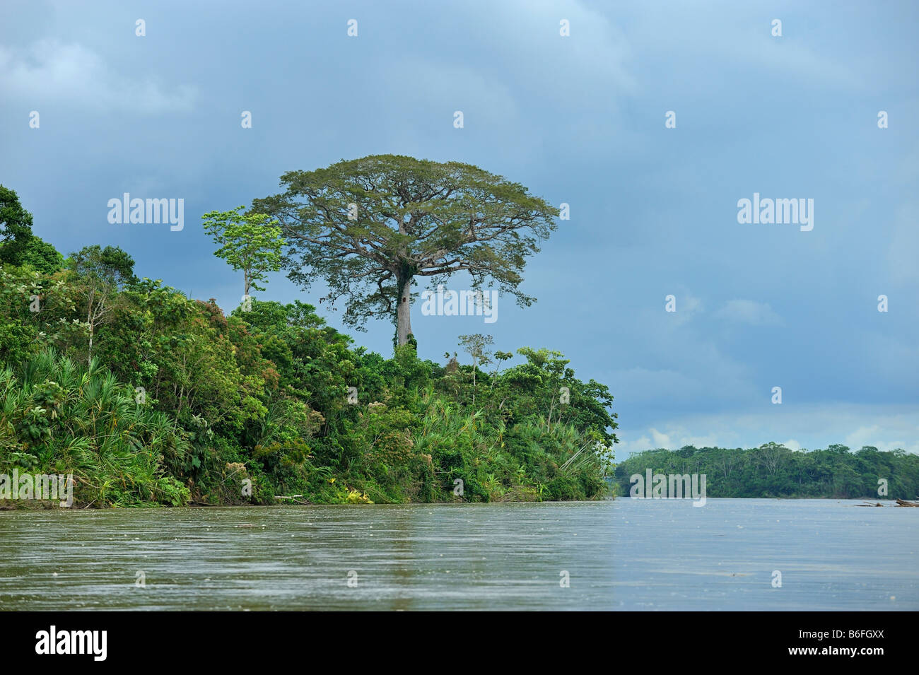 Kapokier (Ceiba pentandra), connu sous le nom de Ceibo en Equateur, par le Rio Napo River près de la ville de El Coca, Equateur, Amérique du Sud Banque D'Images
