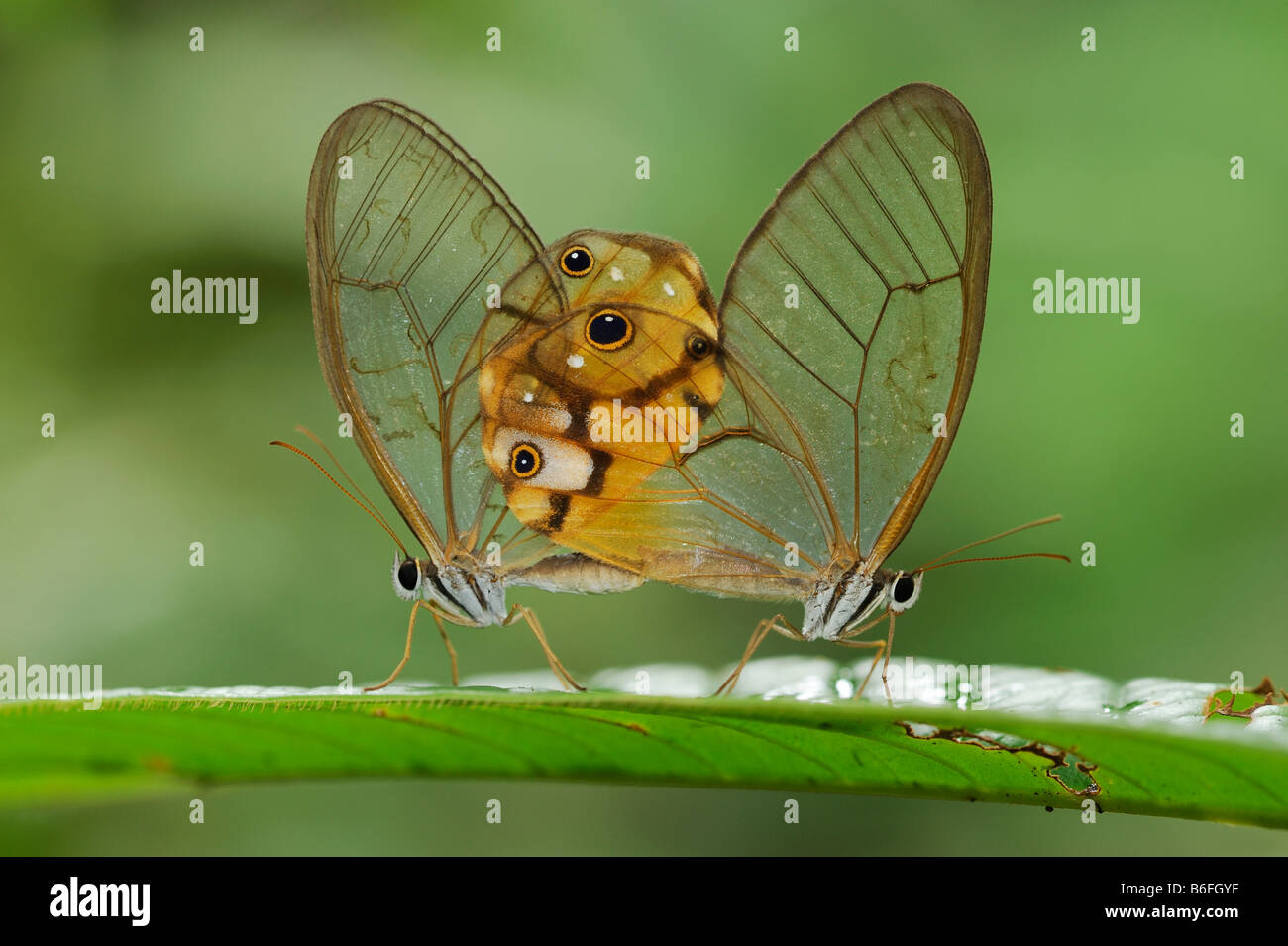 Glasswing Butterfly, l'accouplement, Equateur, Amérique du Sud Banque D'Images