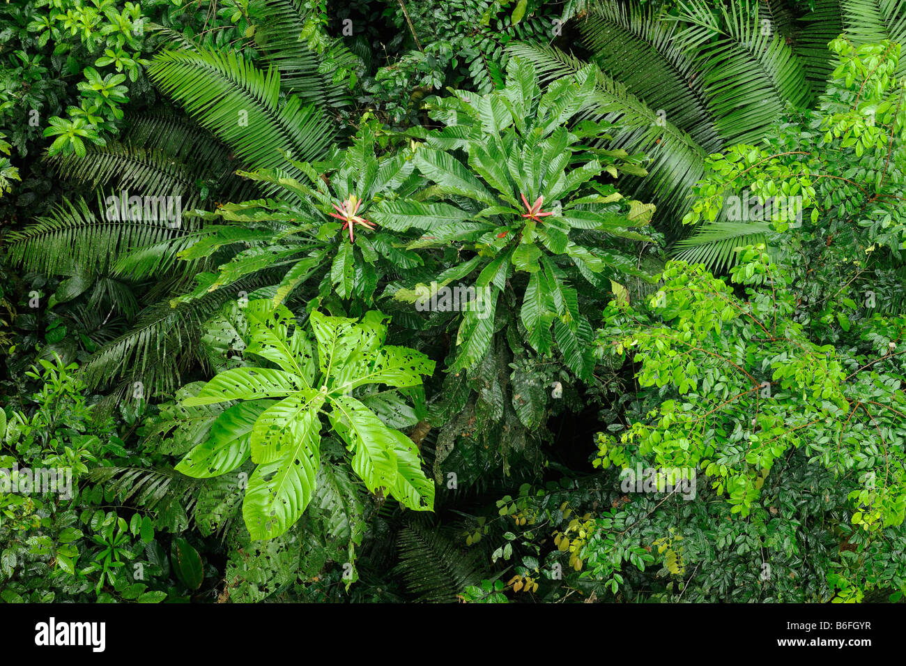 Forêt de pluie à partir d'une perspective d'oiseaux par Rio Napo River, Equateur, Amérique du Sud Banque D'Images