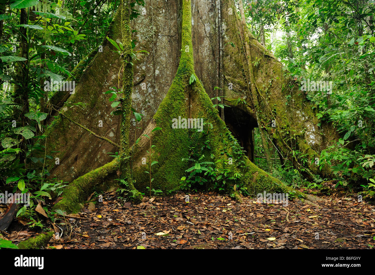 Des racines aériennes d'un kapokier (Ceiba pentandra), connu sous le nom de Ceibo en Equateur, Amérique du Sud Banque D'Images