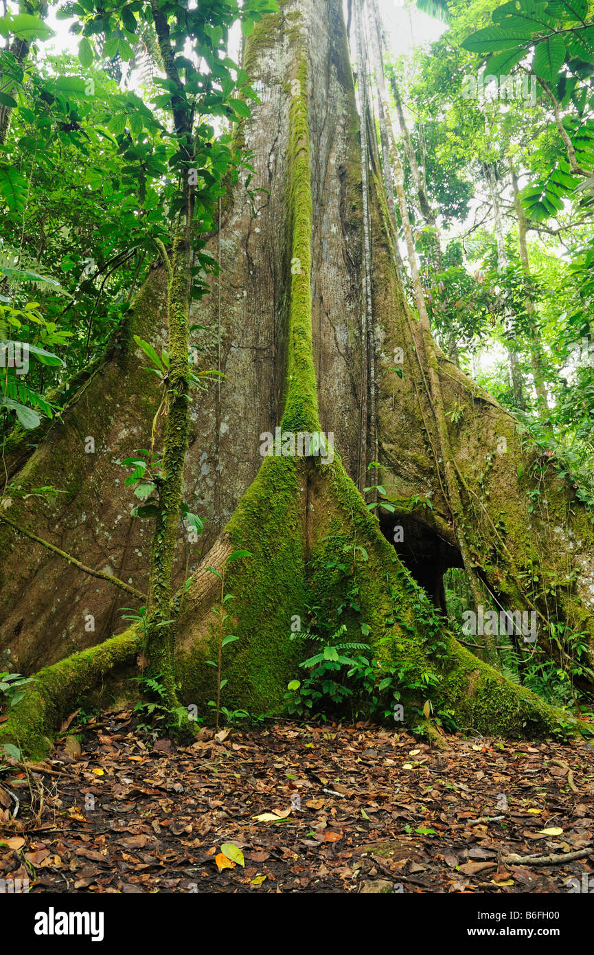 Des racines aériennes d'un kapokier (Ceiba pentandra), connu sous le nom de Ceibo en Equateur, Amérique du Sud Banque D'Images
