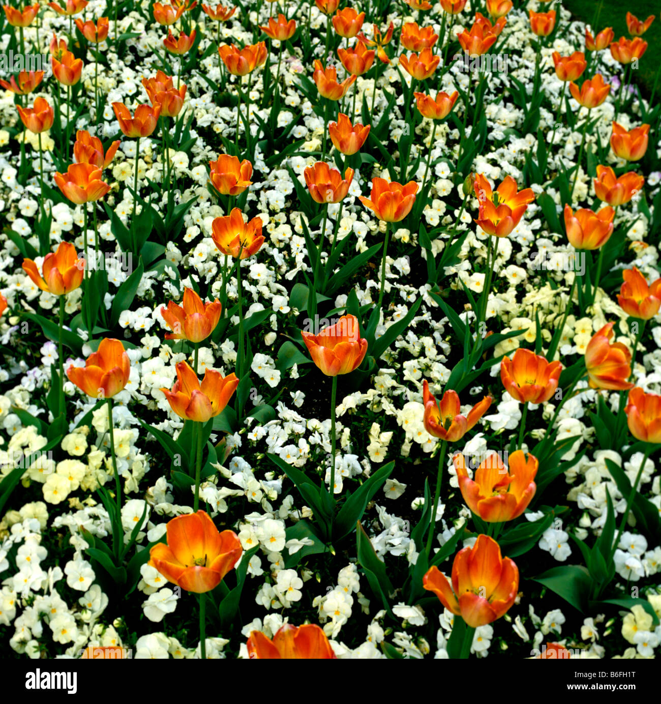 Combinaison de frontière avec tulipes orange white altos Photo Stock - Alamy